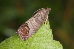 moth on a fall leaf