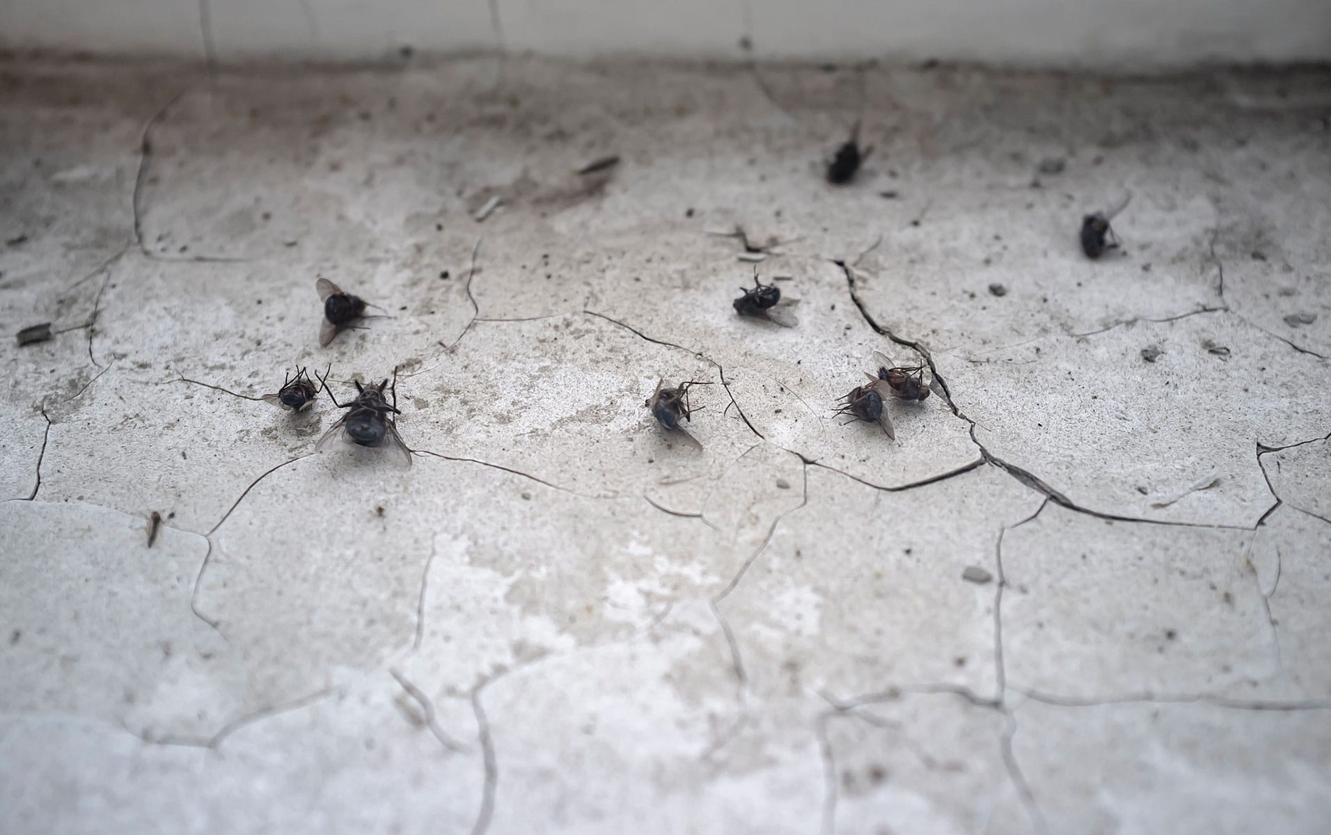 dead flies on a cracked floor thanks to pest control