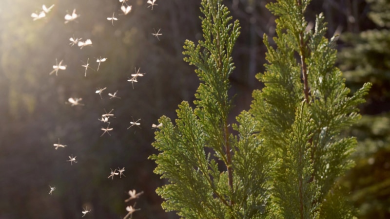 Mosquitoes swarming during summer in the backyard