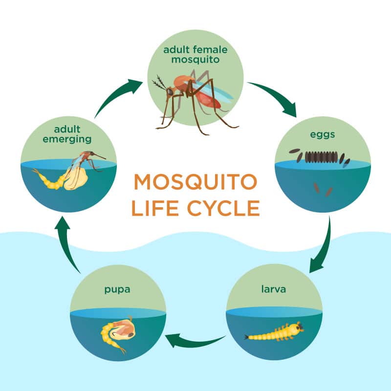Mosquito Life Cycle infographic