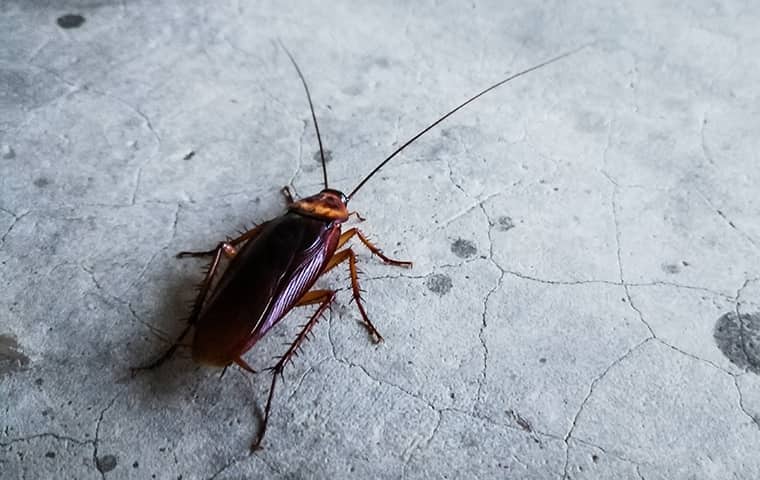 cockroach photo of common type of cockroach