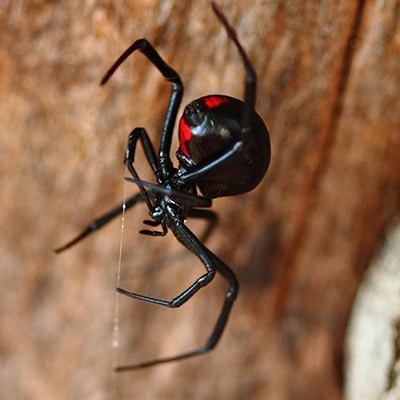 Black Widow Spider