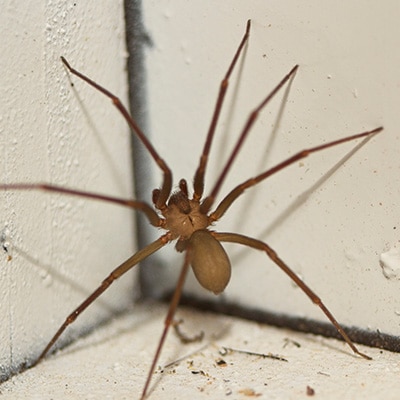 Brown Recluse Spider