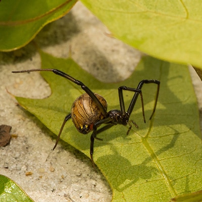 Brown Widow Spider