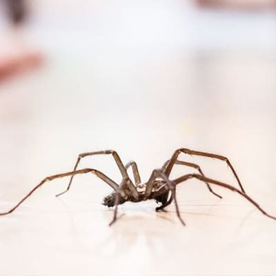 Common House Spider