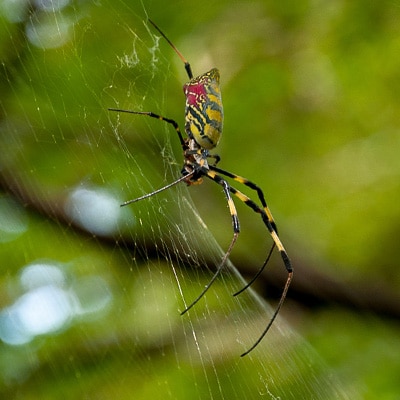 Invasive spider species makes 1st U.S. appearance