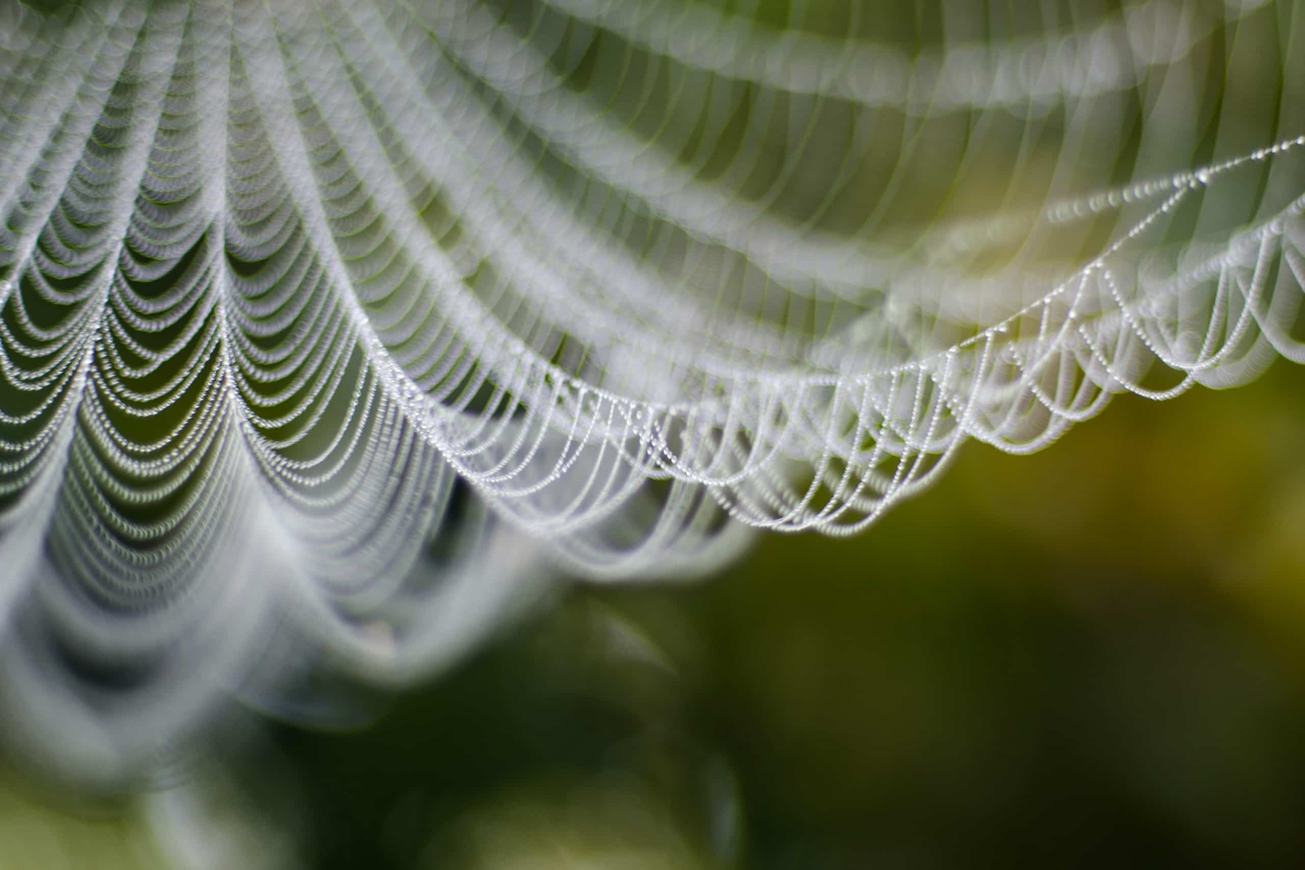 spider web created in Georgia
