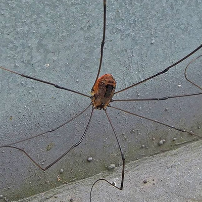 Grandaddy Longleg Spider