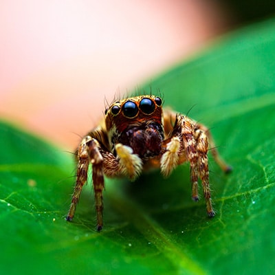 Large Invasive Spider Species Growing in 'Extreme Numbers' in Georgia