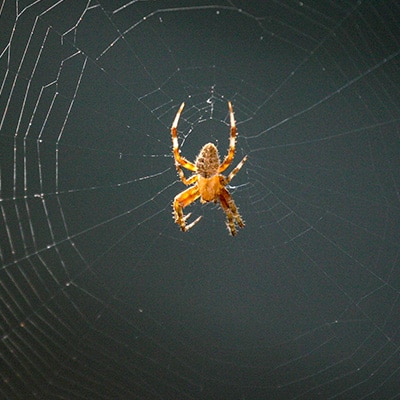 Orb Weaver Spider