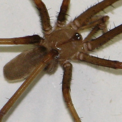 Southern House Spider