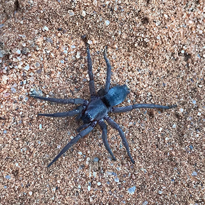 Trapdoor Spider