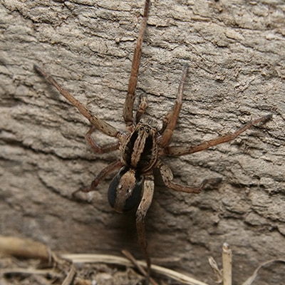 Large Invasive Spider Species Growing in 'Extreme Numbers' in Georgia