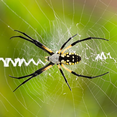 Yellow Garden Spider