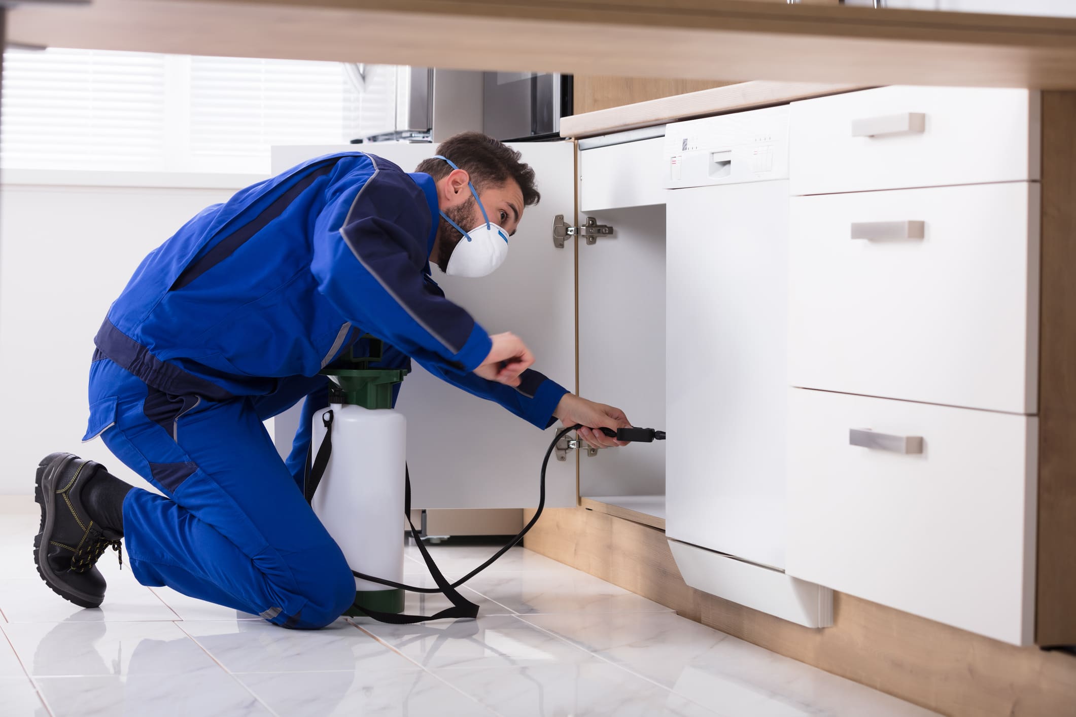 Exterminator removing stink bugs