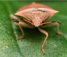 Stink Bug crawling on a leaf