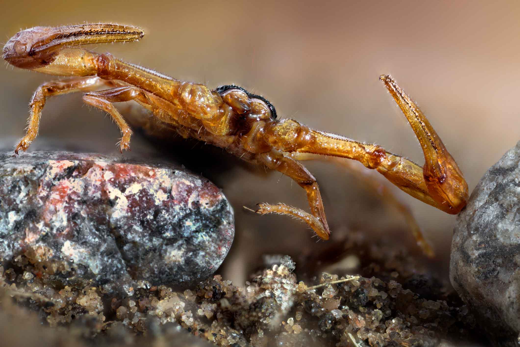 scorpions native to Georgia that can be removed with Zone pest control