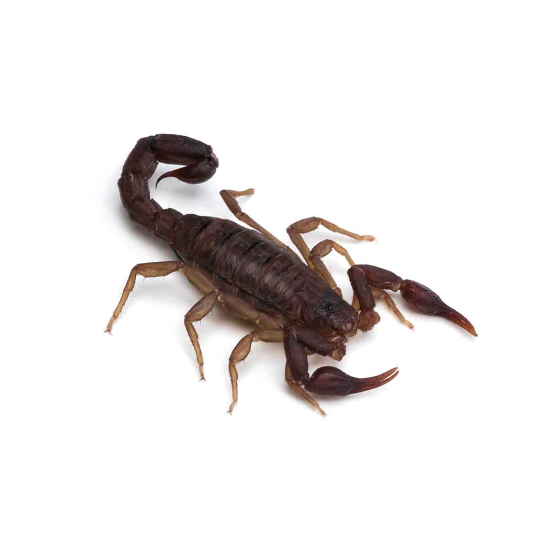 Southern Devil Scorpion