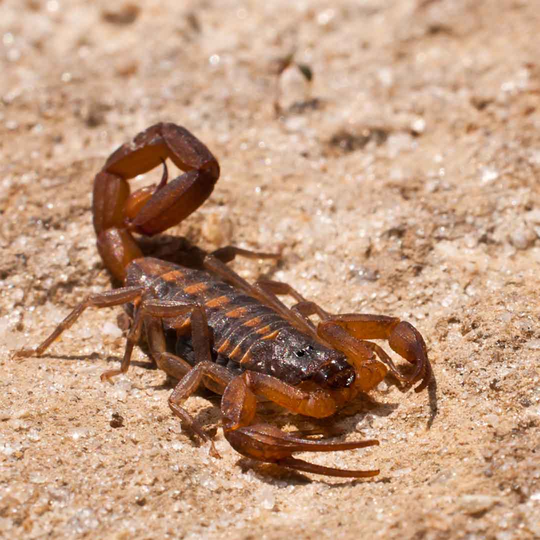 Striped Bark Scorpion