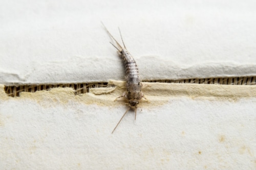 silverfish insect feeding on paper