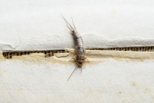 silverfish insect feeding on paper
